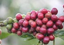 Kenya: Peaberry Plus | Light Roast