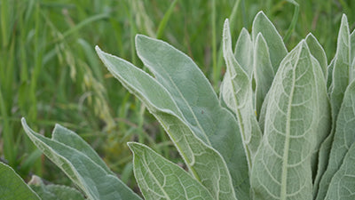 Organic Mullein Leaf