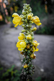 Organic Mullein Leaf