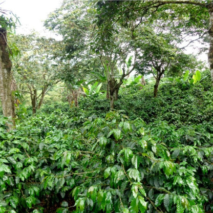 Costa Rica: Finca El Cerro | Anaerobic Washed