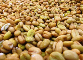 Ethiopia: Homacho Waeno