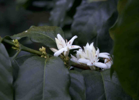 Ethiopia: Homacho Waeno