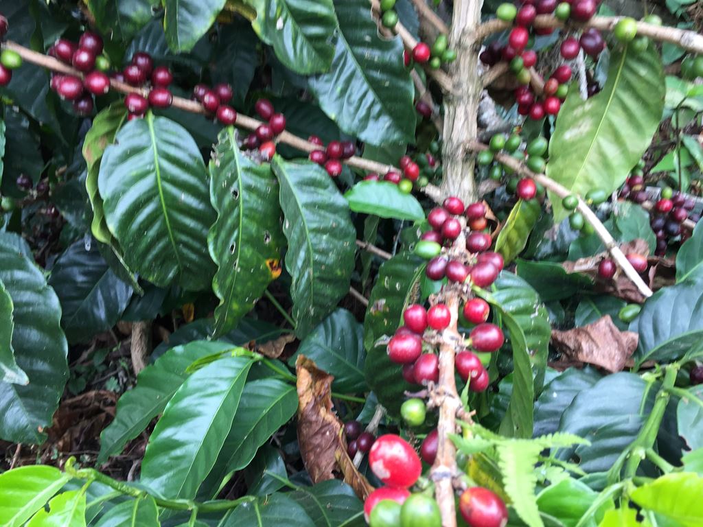 Colombia San Antonio coffee beans from King's Gambit Coffee, displayed on a rustic coffee farm background.