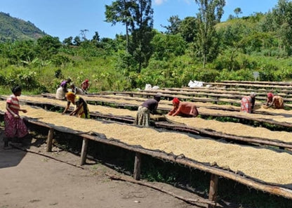 Organic coffee from DR Congo: Kalehe by King's Gambit Coffee, showing freshly roasted beans in a natural setting.