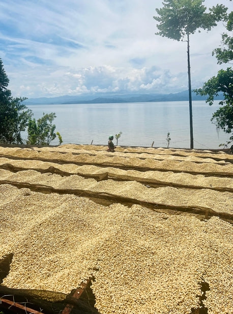 Organic DR Congo Kalehe coffee beans from King's Gambit Coffee, showing fresh green coffee beans in a natural setting.