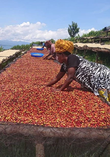 Organic coffee beans from King’s Gambit Coffee, Kalehe region, DR Congo, showing rich, roasted coffee beans in a natural setting.