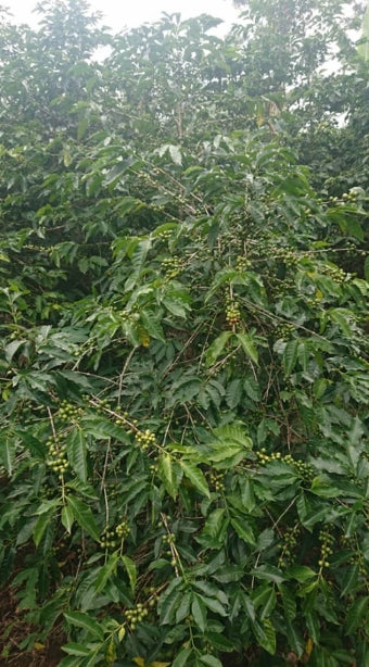 Organic King’s Gambit Coffee from Kalehe, DR Congo, showing fresh, roasted coffee beans in a natural setting.