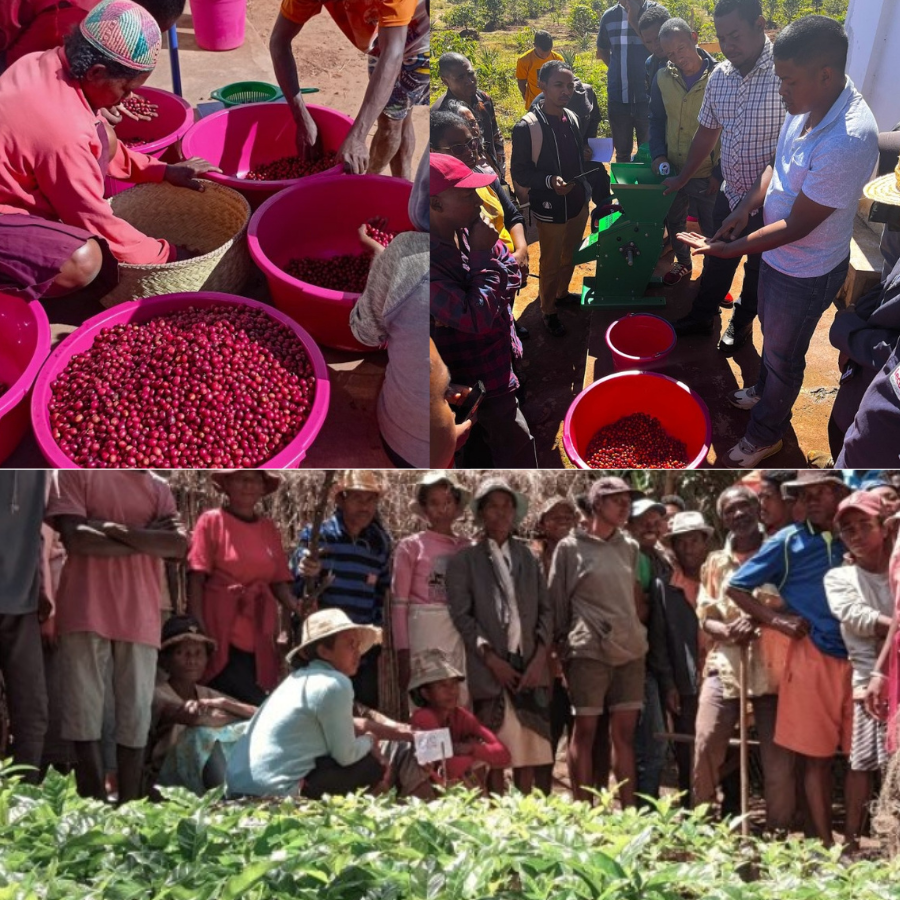Madagascar Soavinandriana