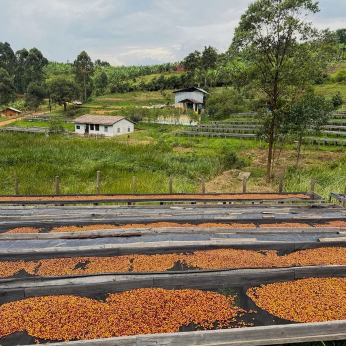 Uganda: Kigezi Valley | Limited Reserve