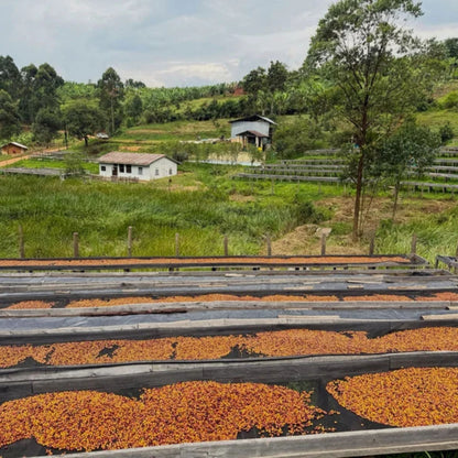Uganda: Kigezi Valley | Limited Reserve