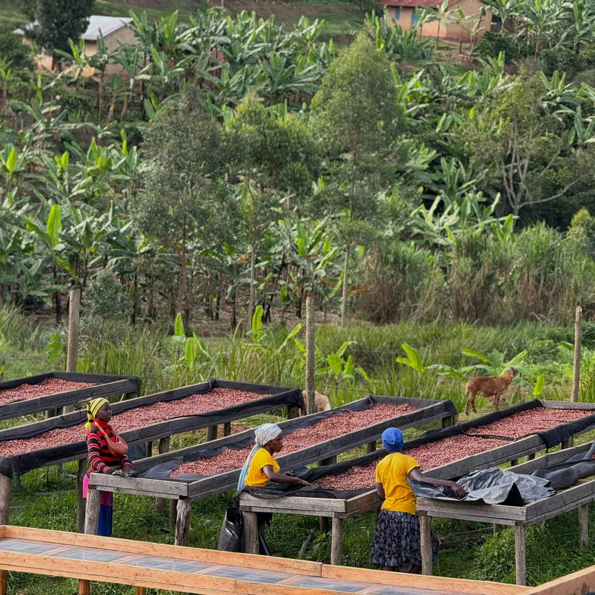 Uganda: Kigezi Valley | Limited Reserve