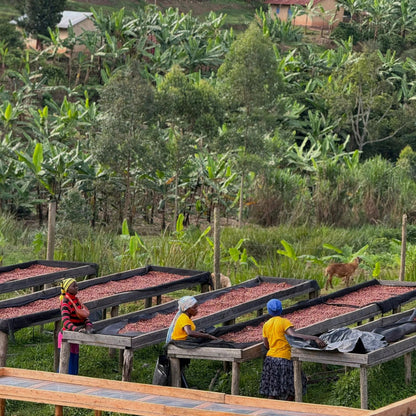 Uganda: Kigezi Valley | Limited Reserve