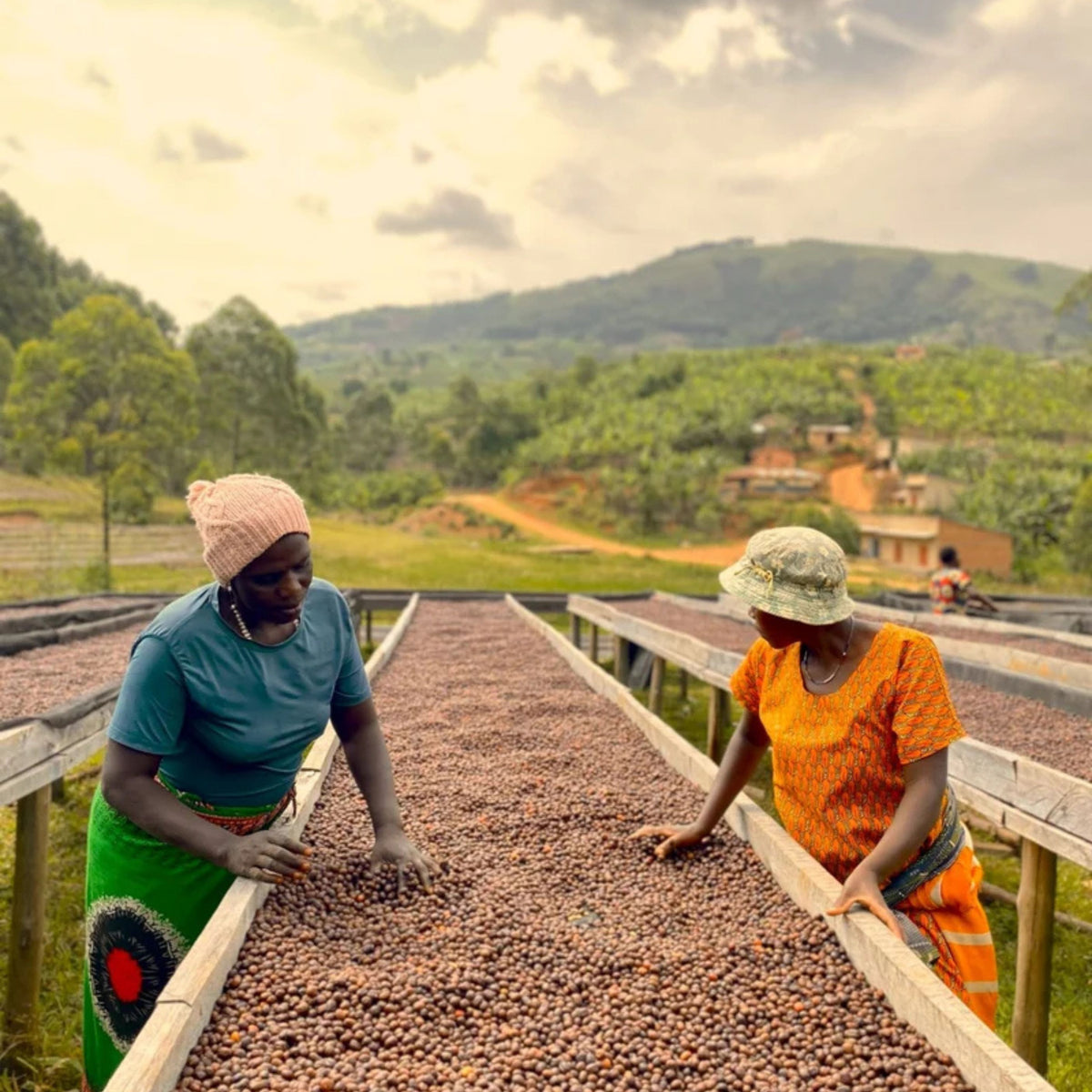 Uganda: Kigezi Valley | Limited Reserve