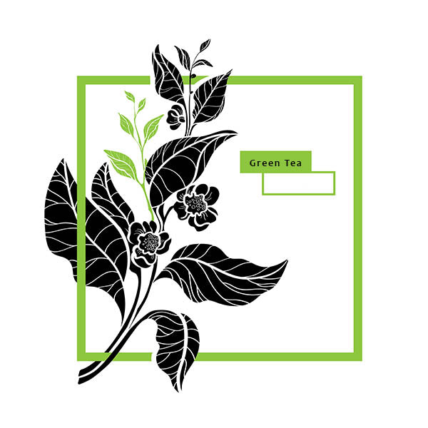 Moroccan Mint